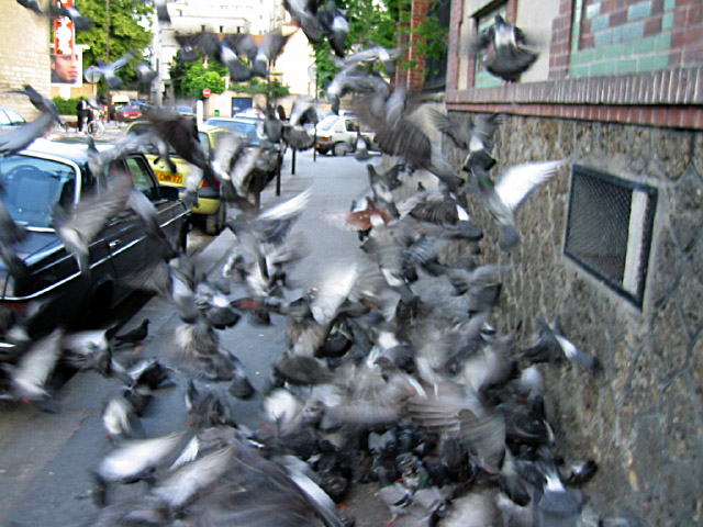 Nous croisons des pigeons