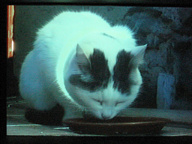 Je regarde la projection d'un chat buvant du lait