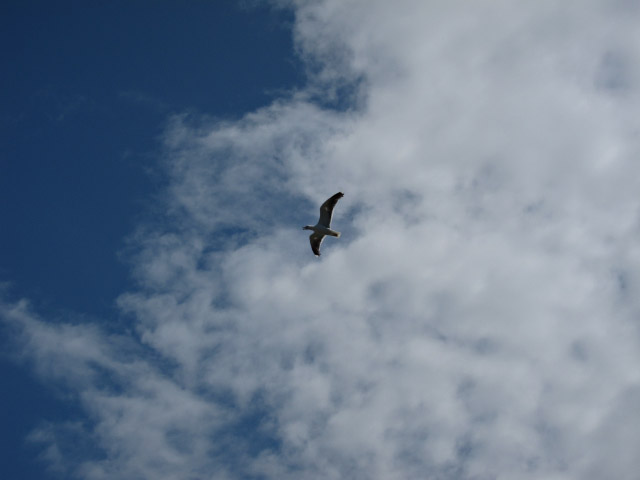 Une mouette