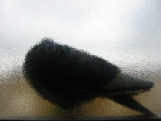 Un pigeon est sur le rebord de la fenêtre de la salle de bain