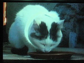 Je regarde la projection d'un chat buvant du lait