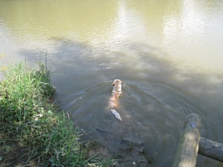 Le chien se baigne