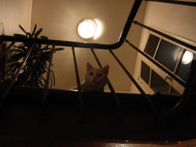 Je monte au dernier étage. Un chat m'accueille
