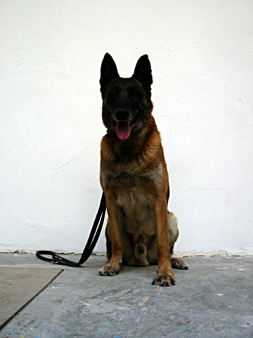 Je prends le chien en photo