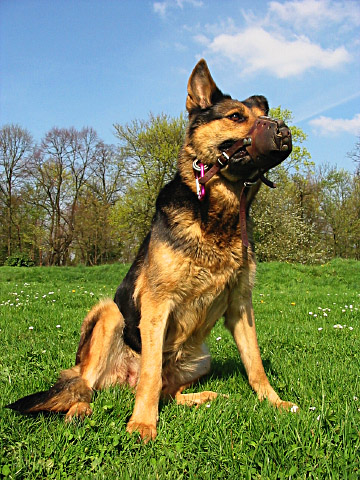 Nous faisons poser le chien pour en faire un poster