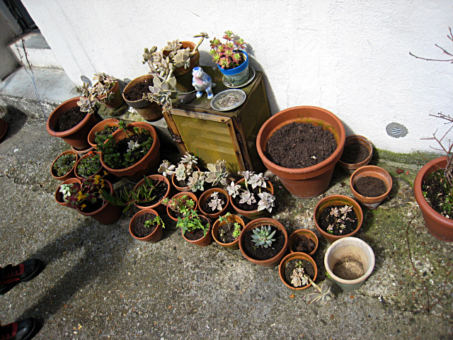 Elle a ressorti ses plantes
