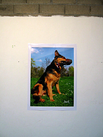 L'affice de Jack le chien de M. T