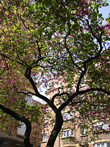 L'arbre dans la cour