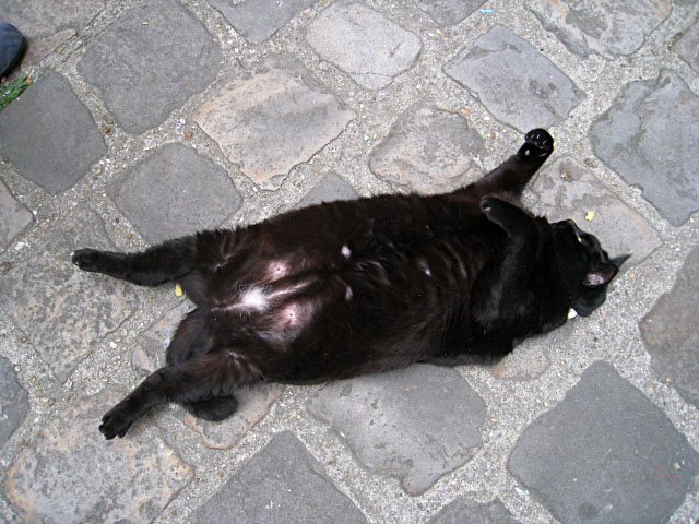 Coucou