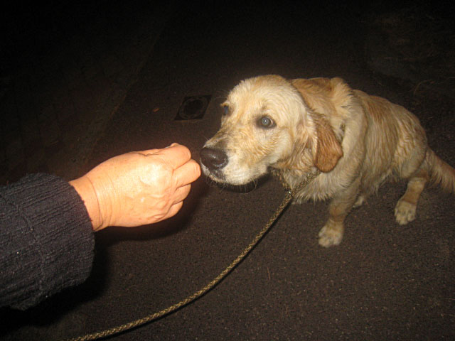 Le chien