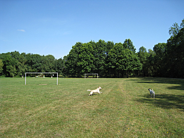 Les chiens jouent