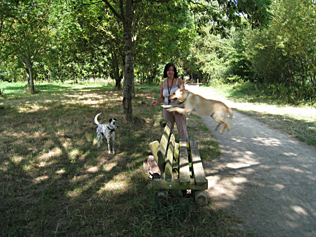 Le chien saute
