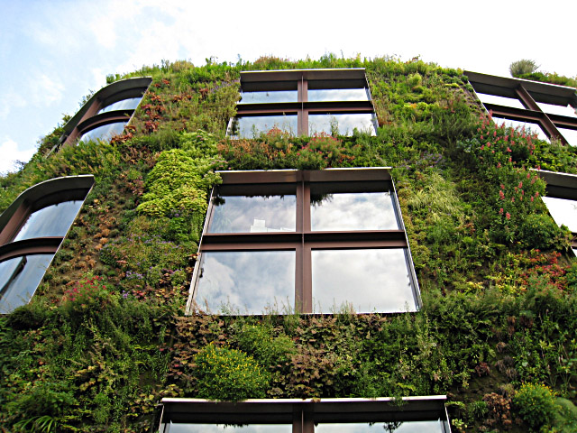 Un mur de plantes