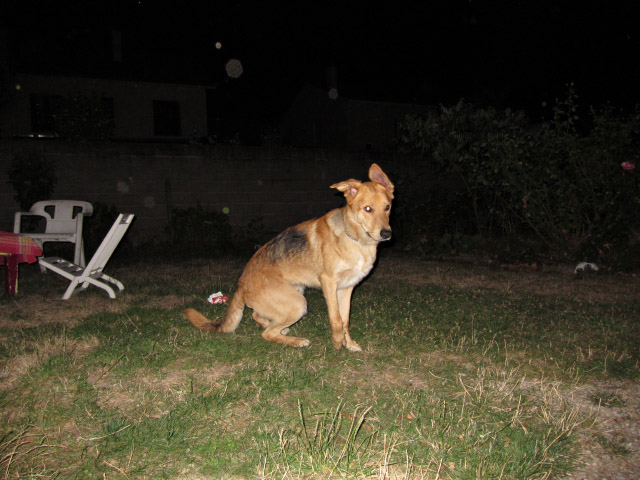 Le chien de Christopher