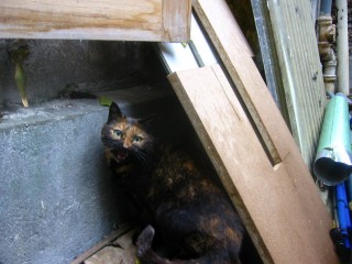 Un chat dans la cour