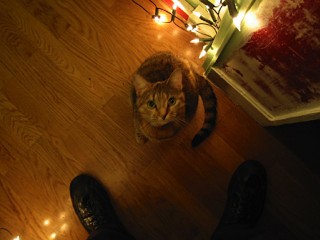 Le chat