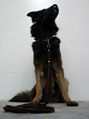 Le chien