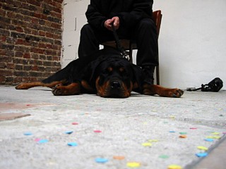 Mais son chien n'est pas très agressif