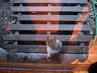 Les chats