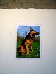 L'affice de Jack le chien de M. T