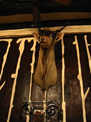 Un animal empaillé