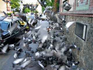 Nous croisons des pigeons