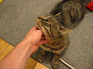 Je caresse le chat