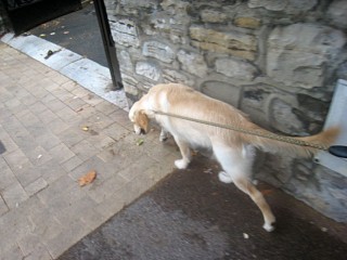 Nous promenons le chien