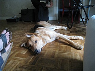 Le chien