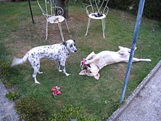 Les chiens jouent