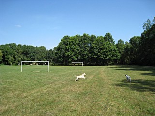 Les chiens jouent