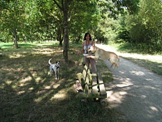 Le chien saute