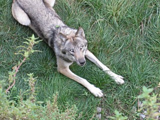 Un loup