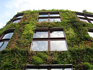 Un mur de plantes