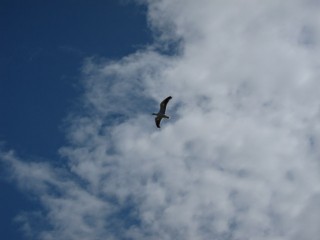 Une mouette