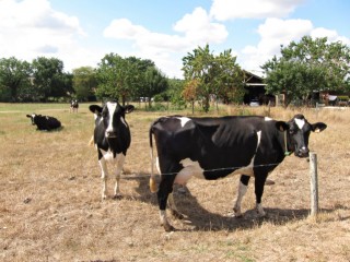 Je croise des vaches